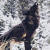 Elegant_Wolf